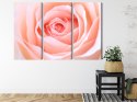 Obraz Wieloczęściowy Pastelowa Róża W Makroskali 3D Canvas 120x80 LBS-3813-C120-80_3X40-80