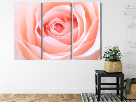 Obraz Wieloczęściowy Pastelowa Róża W Makroskali 3D Canvas 120x80 LBS-3813-C120-80_3X40-80