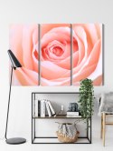 Obraz Wieloczęściowy Pastelowa Róża W Makroskali 3D Canvas 120x80 LBS-3813-C120-80_3X40-80