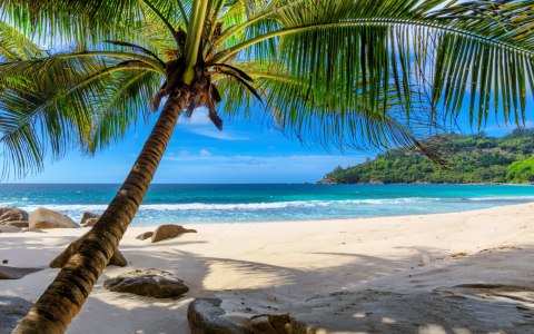 Obraz Wieloczęściowy Tropikalna Plaża Z Palmą 3D Canvas 120x75 LBS-2458-C120-75_2X30-75_2X30-45