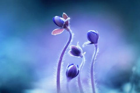 Obraz Wieloczęściowy Delikatne Kwiaty W Skali Makro Canvas 120x80 LBS-3738-C120-80_3X40-80