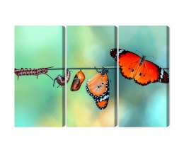 Obraz Wieloczęściowy Kolorowe Gąsienice I Motyle W Skali Makro Canvas 120x80 LBS-3958-C120-80_3X40-80