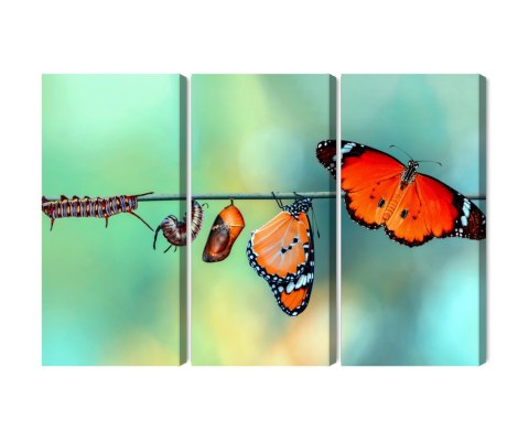 Obraz Wieloczęściowy Kolorowe Gąsienice I Motyle W Skali Makro Canvas 120x80 LBS-3958-C120-80_3X40-80