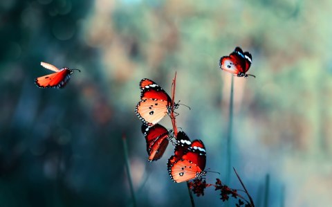 Obraz Wieloczęściowy Kolorowe Motyle W Skali Makro Canvas Naturalny 120x75 LBS-3826-NC120-75_2X30-75_2X30-45