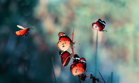 Obraz Wieloczęściowy Kolorowe Motyle W Skali Makro Canvas Naturalny 200x120 LBS-3827-NC200-120_1X40-120_2X40-80_2X40-40