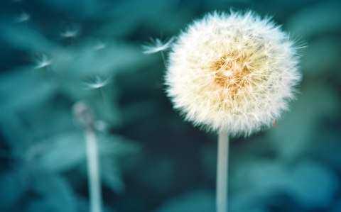 Obraz Wieloczęściowy Kwiat Mniszka Z Bliska 3D Canvas 120x75 LBS-3856-C120-75_2X30-75_2X30-45