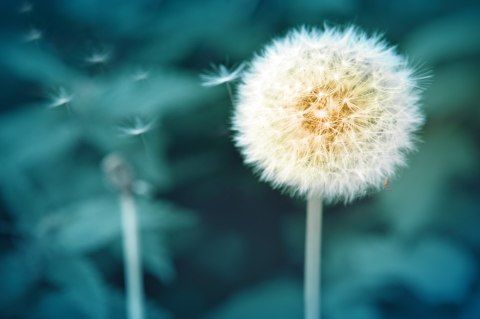 Obraz Wieloczęściowy Kwiat Mniszka Z Bliska 3D Canvas Naturalny 90x60 LBS-3854-NC90-60_1X30-60_2X30-45