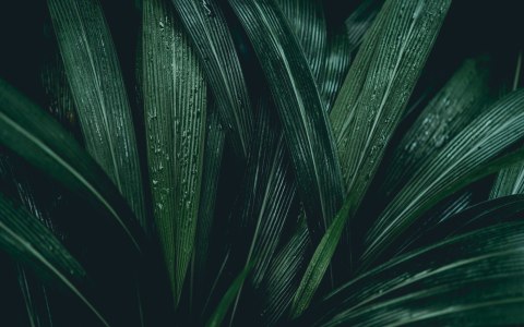 Obraz Wieloczęściowy Liście Ciemnozielone W Skali Makro Canvas Naturalny 240x150 LBS-3726-NC240-150_2X60-150_2X60-90