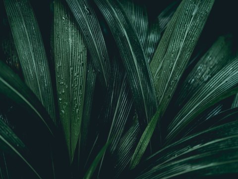 Obraz Wieloczęściowy Liście Ciemnozielone W Skali Makro Canvas Naturalny 80x60 LBS-3725-NC80-60_2X20-60_2X20-40