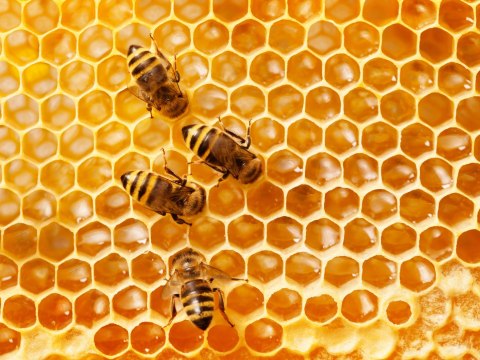 Obraz Wieloczęściowy Pszczoły Na Plastrze Miodu Canvas 80x60 LBS-3890-C80-60_2X20-60_2X20-40