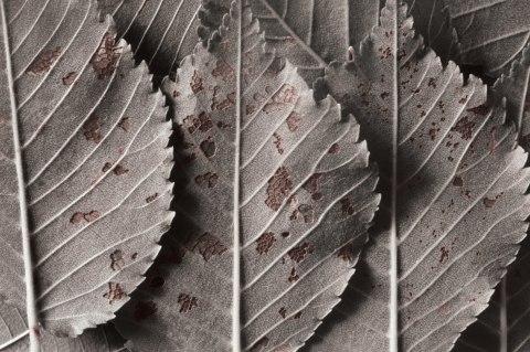 Obraz Wieloczęściowy Szare Liście W Skali Makro Canvas 120x80 LBS-3863-C120-80_3X40-80