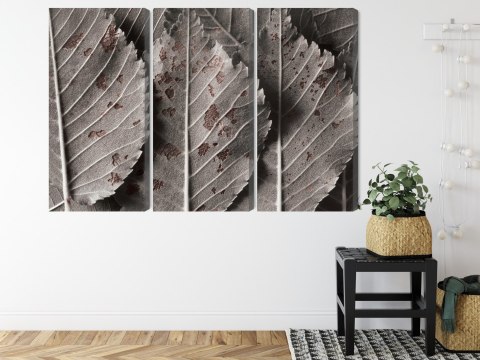 Obraz Wieloczęściowy Szare Liście W Skali Makro Canvas 120x80 LBS-3863-C120-80_3X40-80