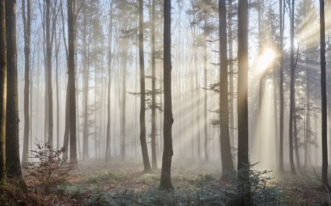 Obraz Wieloczęściowy Wschód Słońca W Lesie Canvas 120x75 LBS-1855-C120-75_2X30-75_2X30-45