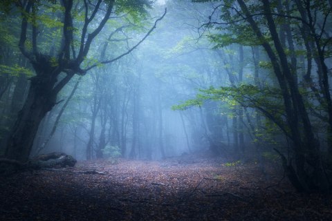 Obraz Wieloczęściowy Zamglony Leśny Krajobraz 3D Canvas 120x80 LBS-1909-C120-80_3X40-80