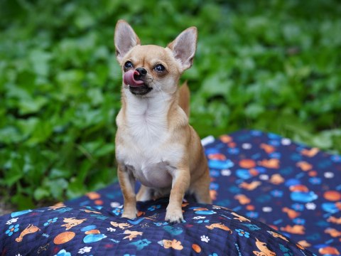  mata  Psie Historie 95x60 (różowy)